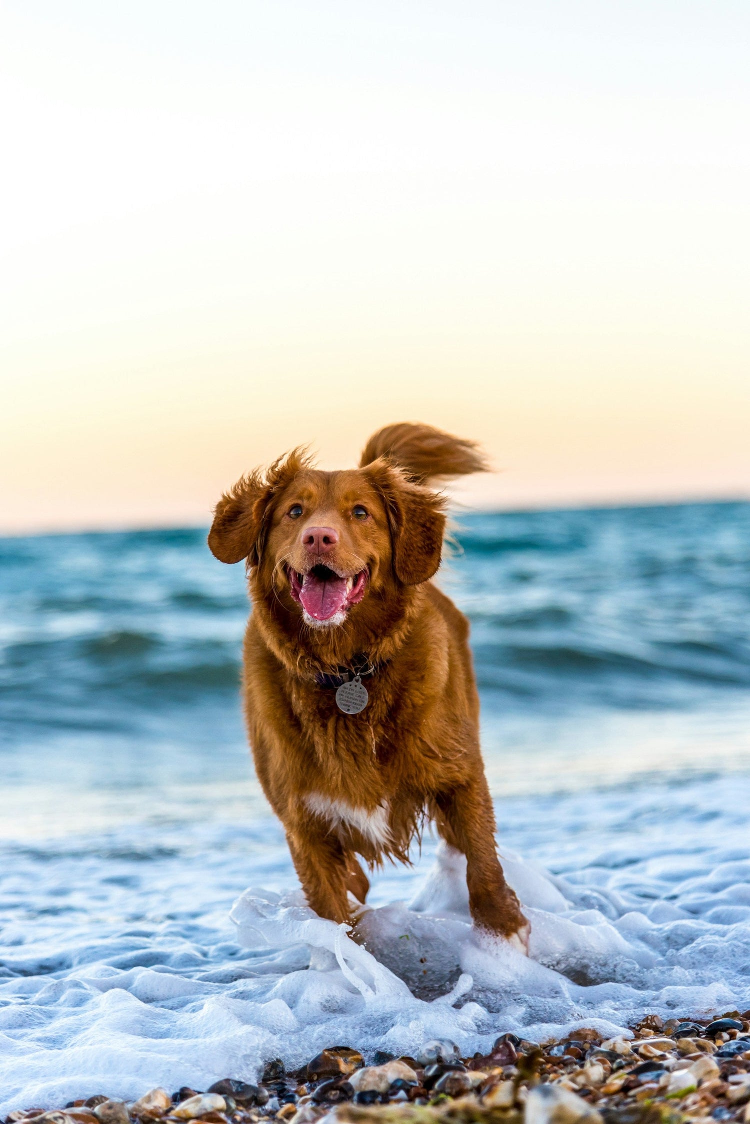 Dog Collars, Leashes & Harnesses