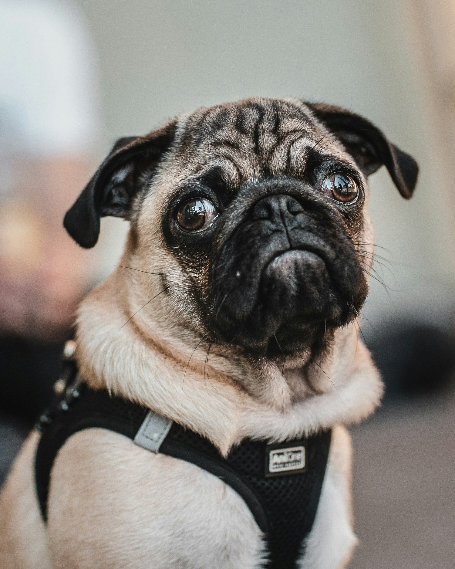 Service Dog Vests & Harnesses