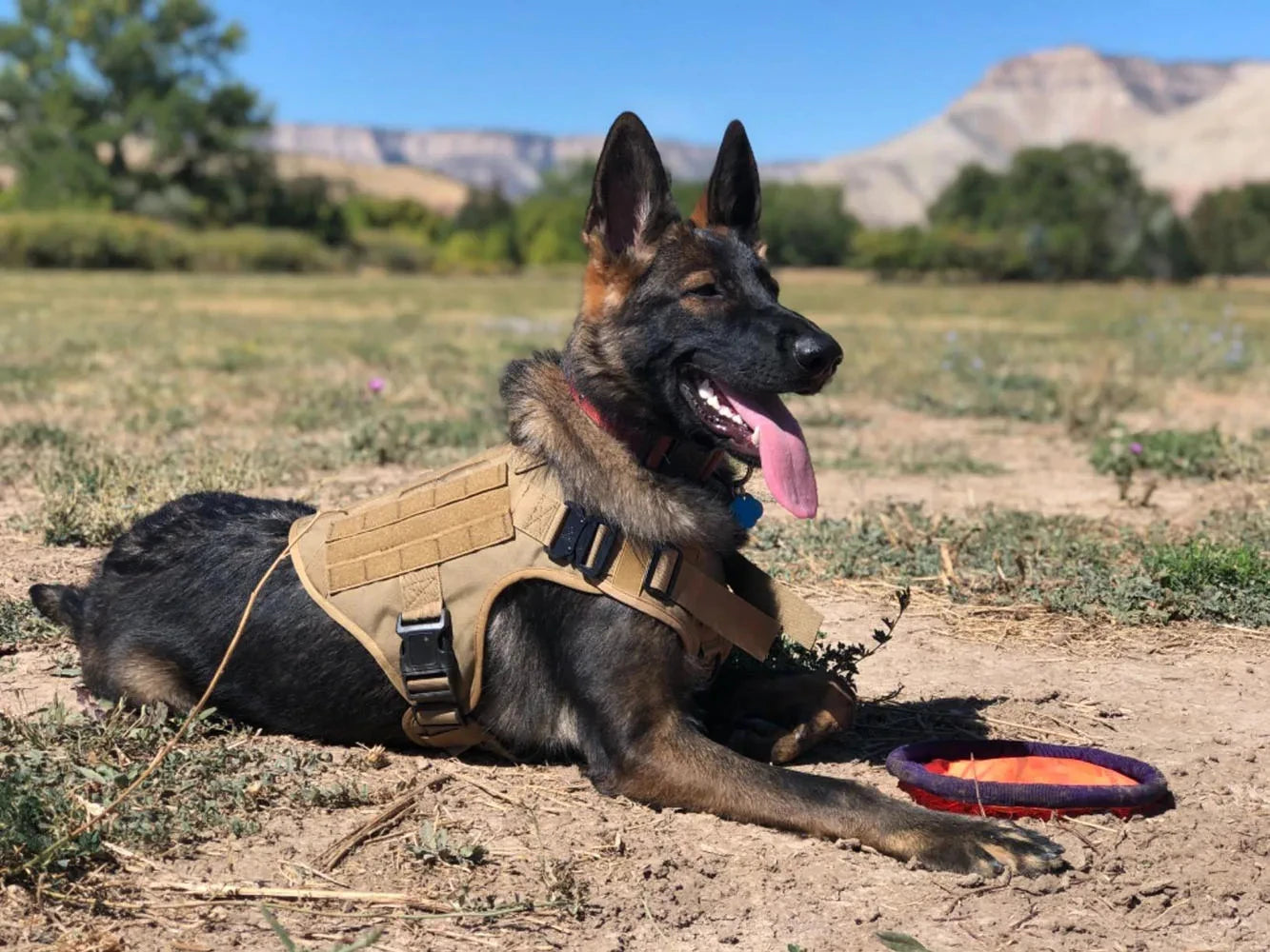 Adjustable Dog Harness And Collar Set Tactical Nylon Vest For All Breeds
